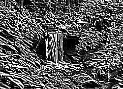 Skamielina