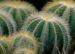 Oryginalny obrazek