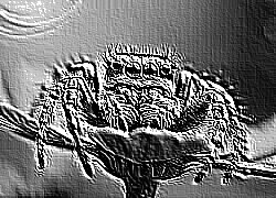 Skamielina