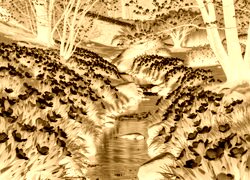Sepia + Negatyw