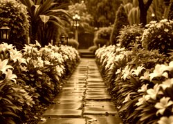 Sepia