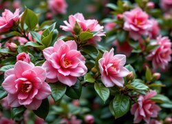 Oryginalny obrazek