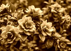 Sepia
