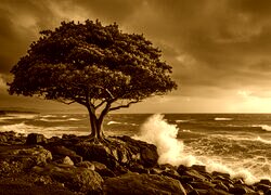 Sepia