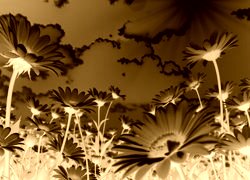 Sepia + Negatyw