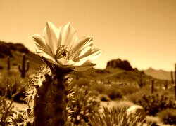 Sepia