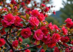 Oryginalny obrazek