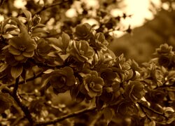 Sepia