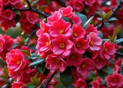 Oryginalny obrazek