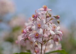 Oryginalny obrazek