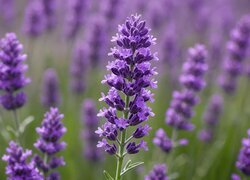 Oryginalny obrazek