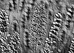 Skamielina