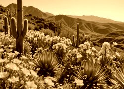 Sepia