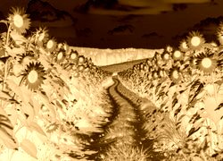 Sepia + Negatyw