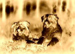 Sepia + Negatyw