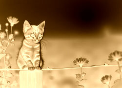 Sepia + Negatyw