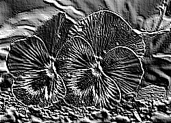 Skamielina