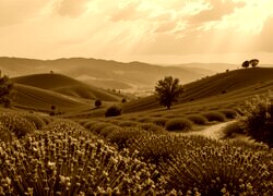 Sepia