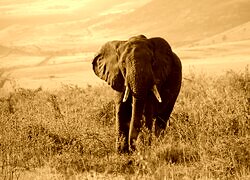 Sepia