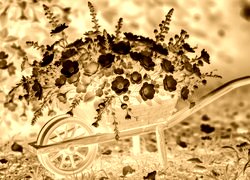 Sepia + Negatyw
