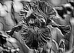 Skamielina