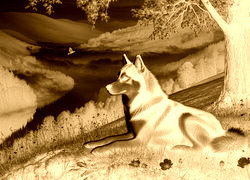 Sepia + Negatyw