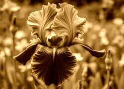 Sepia