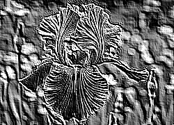 Skamielina