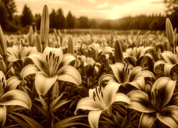 Sepia