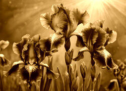 Sepia