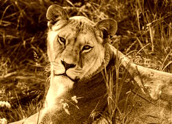 Sepia