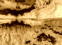Sepia + Negatyw