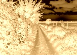 Sepia + Negatyw