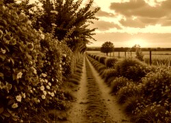 Sepia