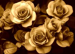 Sepia
