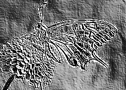 Skamielina