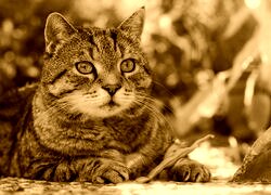 Sepia