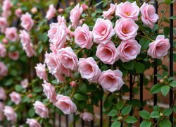 Oryginalny obrazek