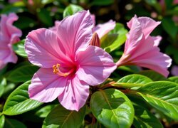 Oryginalny obrazek