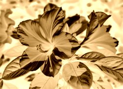 Sepia + Negatyw