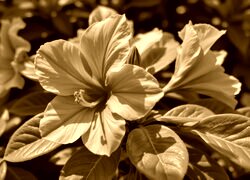 Sepia