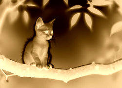Sepia + Negatyw