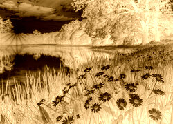 Sepia + Negatyw