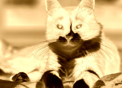 Sepia + Negatyw