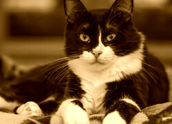 Sepia