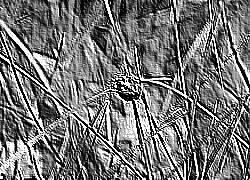 Skamielina
