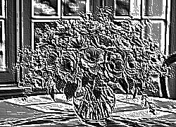 Skamielina