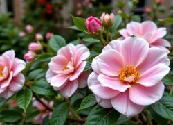 Oryginalny obrazek