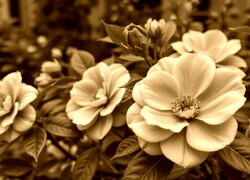 Sepia