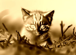 Sepia + Negatyw